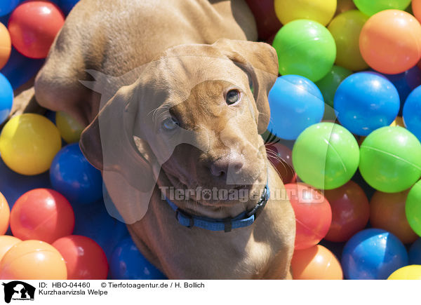 Kurzhaarvizsla Welpe / shorthaired Magyar Vizsla Puppy / HBO-04460