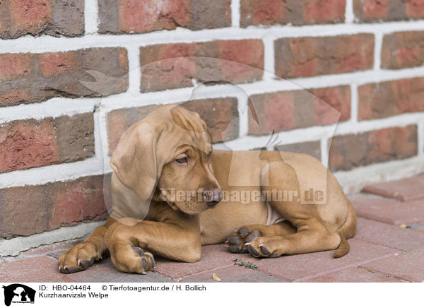 Kurzhaarvizsla Welpe / shorthaired Magyar Vizsla Puppy / HBO-04464