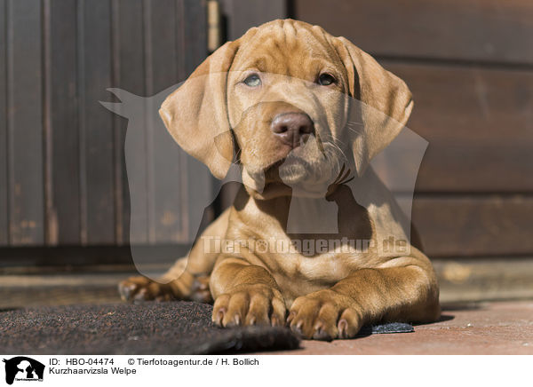 Kurzhaarvizsla Welpe / HBO-04474