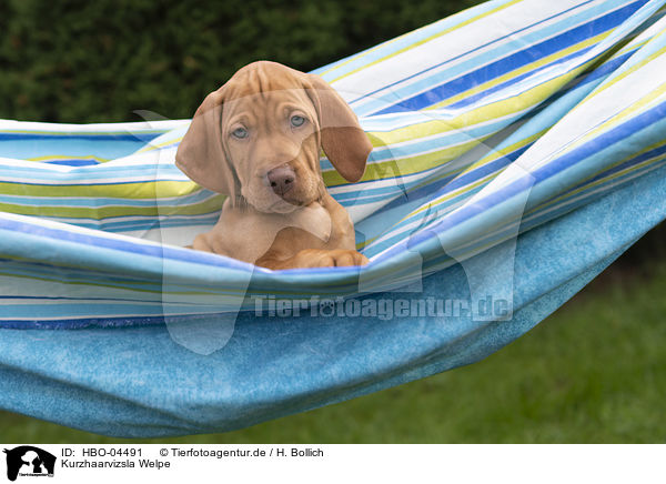 Kurzhaarvizsla Welpe / shorthaired Magyar Vizsla Puppy / HBO-04491