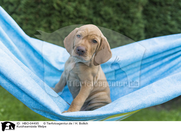 Kurzhaarvizsla Welpe / shorthaired Magyar Vizsla Puppy / HBO-04495