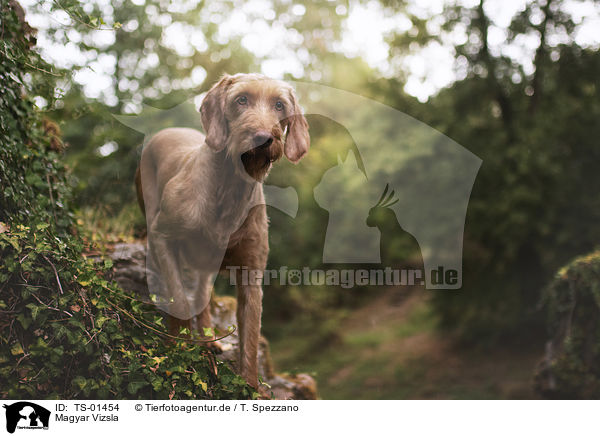 Magyar Vizsla / Magyar Vizsla / TS-01454