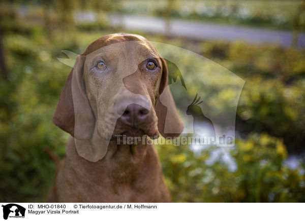 Magyar Vizsla Portrait / Magyar Vizsla Portrait / MHO-01840