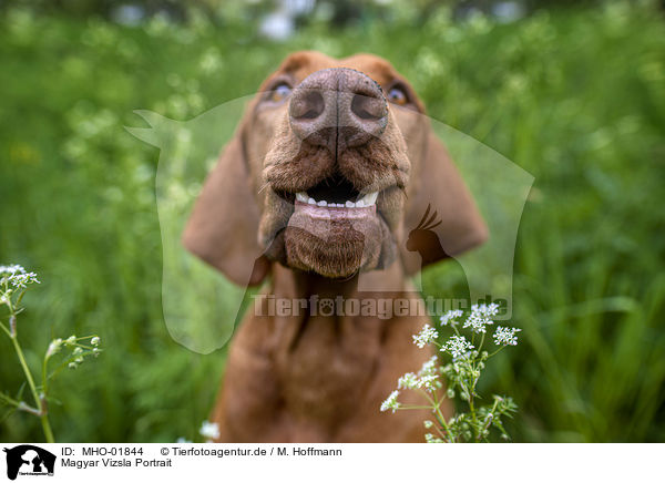 Magyar Vizsla Portrait / Magyar Vizsla Portrait / MHO-01844