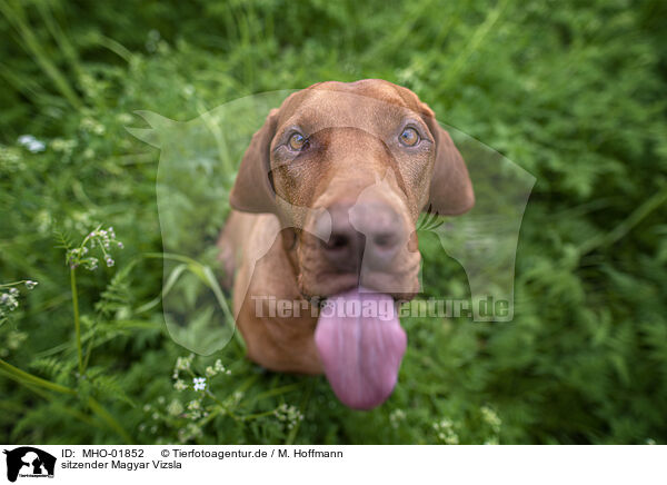 sitzender Magyar Vizsla / sitting Magyar Vizsla / MHO-01852