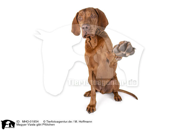 Magyar Vizsla gibt Pftchen / Magyar Vizsla gives paw / MHO-01854