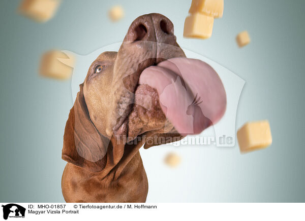 Magyar Vizsla Portrait / MHO-01857