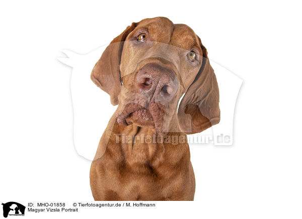 Magyar Vizsla Portrait / Magyar Vizsla Portrait / MHO-01858