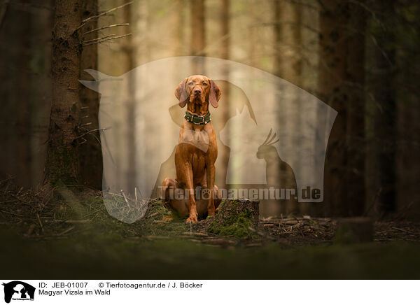 Magyar Vizsla im Wald / JEB-01007
