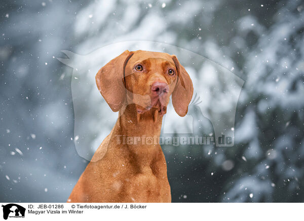Magyar Vizsla im Winter / Magyar Vizsla in winter / JEB-01286
