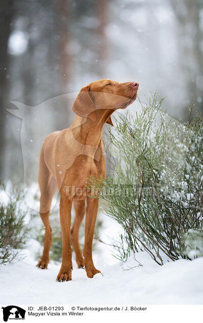 Magyar Vizsla im Winter / Magyar Vizsla in winter / JEB-01293