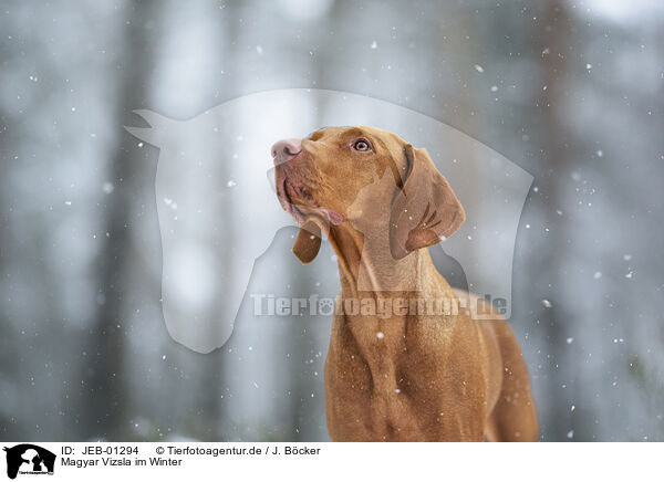 Magyar Vizsla im Winter / Magyar Vizsla in winter / JEB-01294