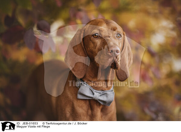 Magyar Vizsla mit Fliege / JEB-01653