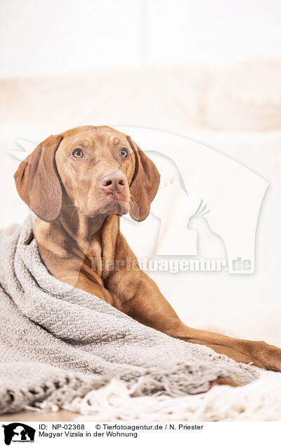 Magyar Vizsla in der Wohnung / Magyar Vizsla within the house / NP-02368