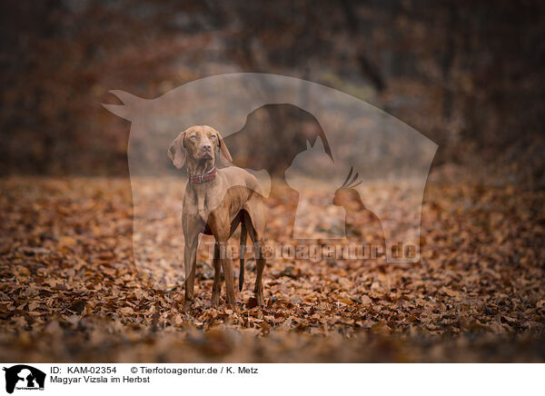 Magyar Vizsla im Herbst / Magyar Vizsla in autumn / KAM-02354