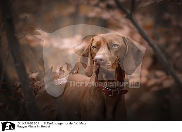 Magyar Vizsla im Herbst / Magyar Vizsla in autumn / KAM-02361