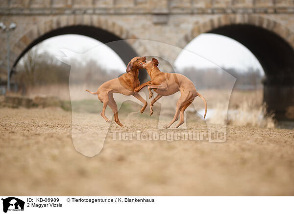 2 Magyar Vizsla / 2 Magyar Vizsla / KB-06989