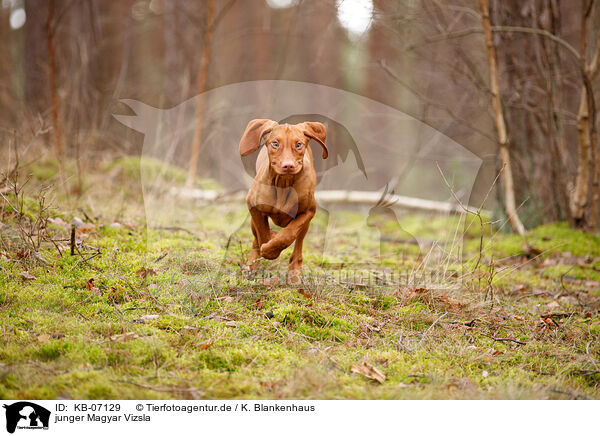 junger Magyar Vizsla / KB-07129