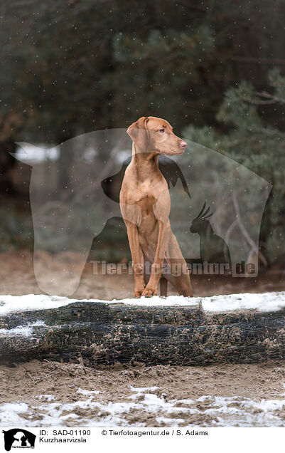 Kurzhaarvizsla / shorthaired Magyar Vizsla / SAD-01190