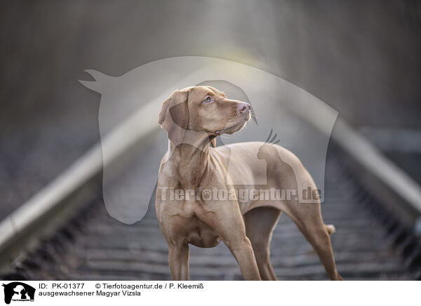 ausgewachsener Magyar Vizsla / adult Magyar Vizsla / PK-01377