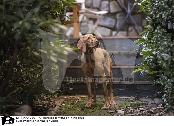 ausgewachsener Magyar Vizsla / PK-01380