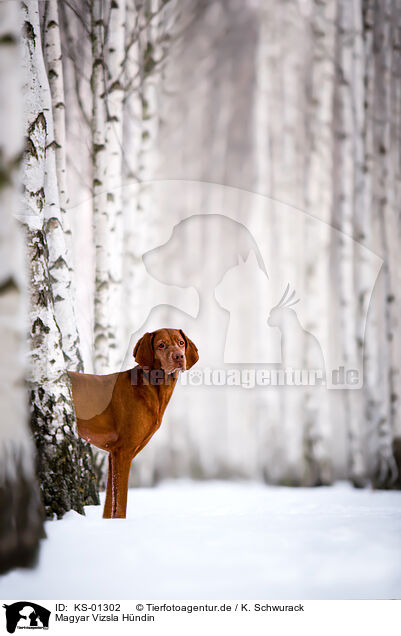 Magyar Vizsla Hndin / female Magyar Vizsla / KS-01302
