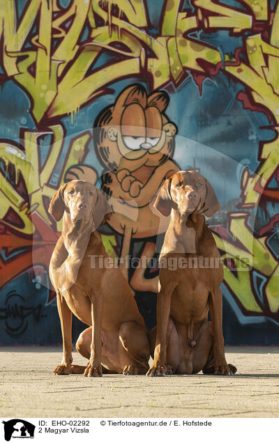 2 Magyar Vizsla / 2 Magyar Vizsla / EHO-02292