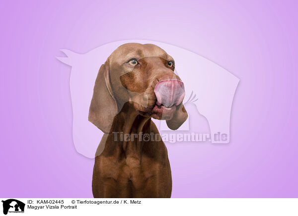 Magyar Vizsla Portrait / Magyar Vizsla Portrait / KAM-02445
