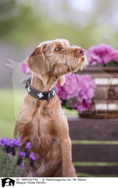 Magyar Vizsla Hndin / MAH-02782