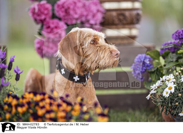 Magyar Vizsla H�ndin / MAH-02783