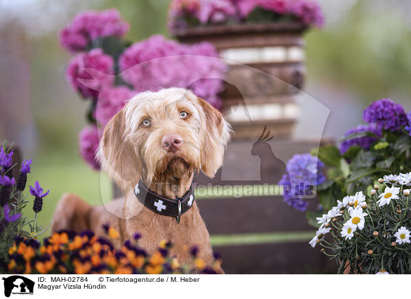 Magyar Vizsla Hndin / female Magyar Vizsla / MAH-02784