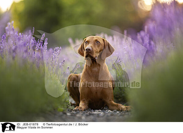 Magyar Vizsla im Sommer / Magyar Vizsla in summer / JEB-01878