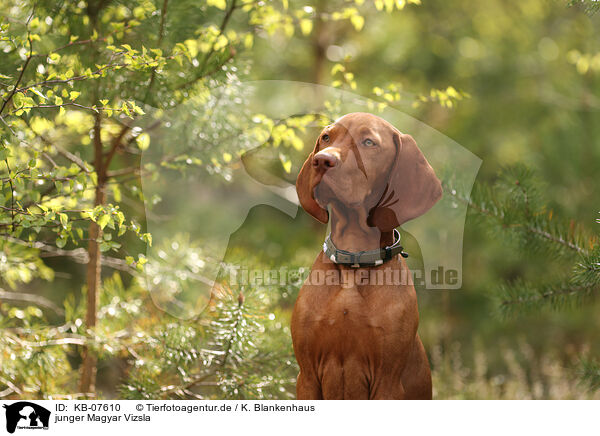 junger Magyar Vizsla / KB-07610