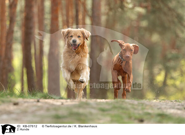 2 Hunde / 2 dogs / KB-07612