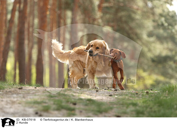 2 Hunde / 2 dogs / KB-07618