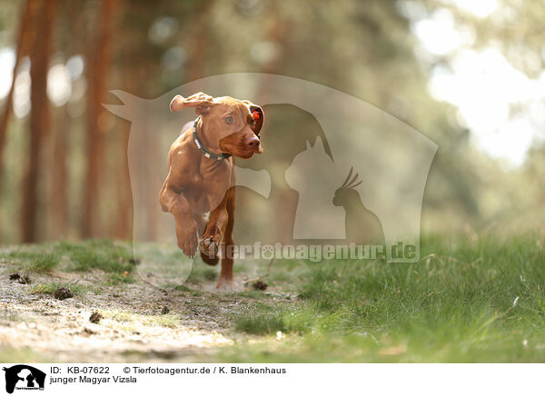 junger Magyar Vizsla / young Magyar Vizsla / KB-07622