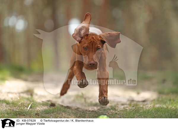 junger Magyar Vizsla / KB-07628