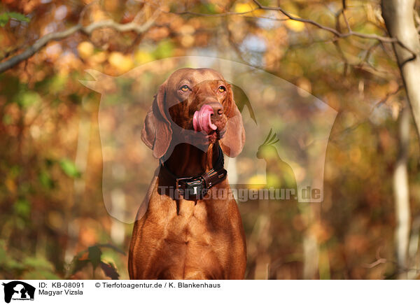 Magyar Vizsla / KB-08091