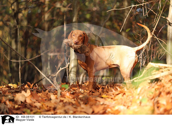 Magyar Vizsla / KB-08101