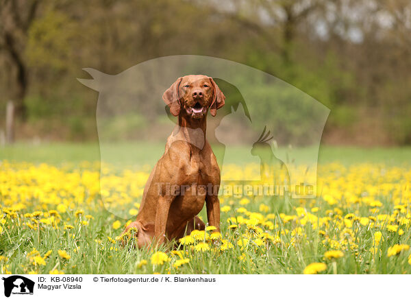 Magyar Vizsla / Magyar Vizsla / KB-08940