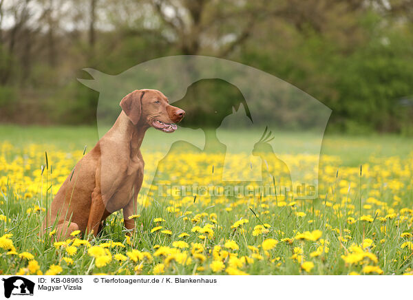 Magyar Vizsla / KB-08963