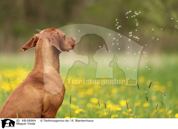 Magyar Vizsla / Magyar Vizsla / KB-08964