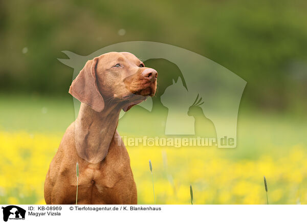 Magyar Vizsla / Magyar Vizsla / KB-08969