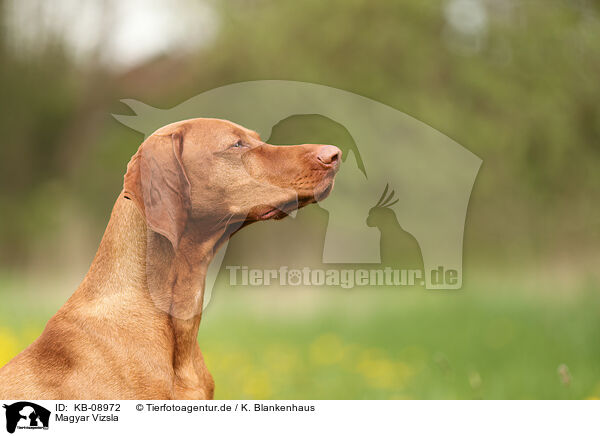 Magyar Vizsla / KB-08972