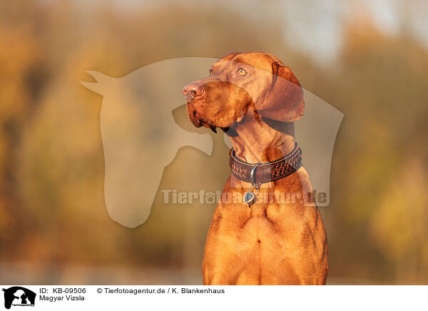 Magyar Vizsla / Magyar Vizsla / KB-09506