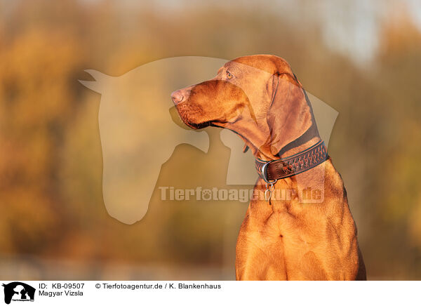 Magyar Vizsla / KB-09507