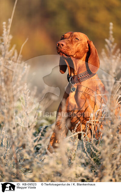 Magyar Vizsla / Magyar Vizsla / KB-09523