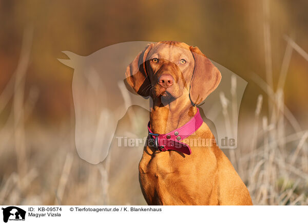 Magyar Vizsla / KB-09574