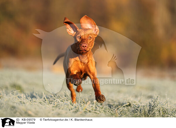Magyar Vizsla / Magyar Vizsla / KB-09579