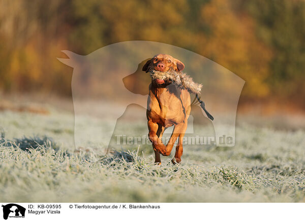 Magyar Vizsla / Magyar Vizsla / KB-09595